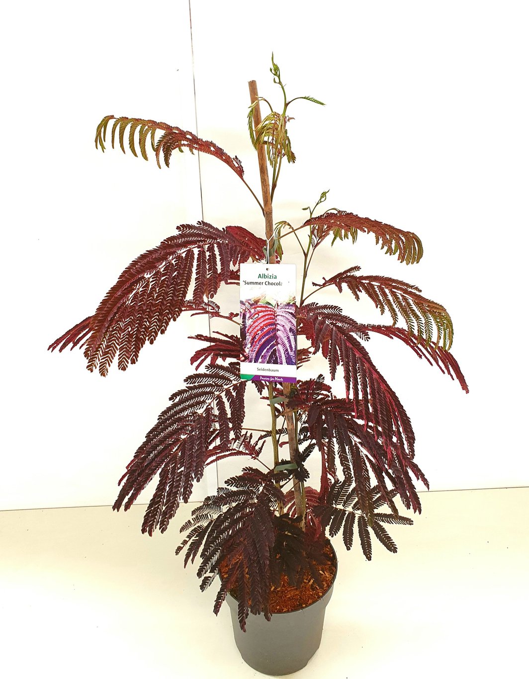 Albizia julibr. 'Summer Chocolate' - C5 100-125 CM